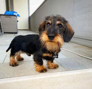 wire haired dachshund mix