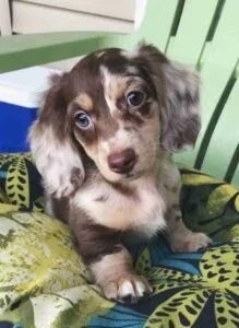 english cream dachshund puppy