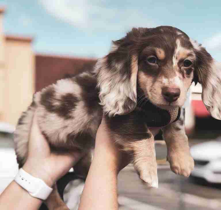 cream piebald dachshund