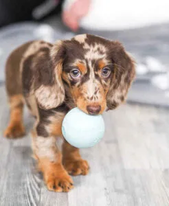 blue eyed dachshund