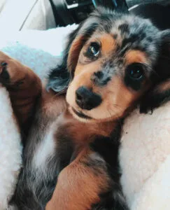 dapple miniature dachshund for sale