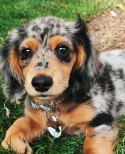 dapple wire haired dachshund