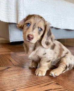 blue miniature dachshund