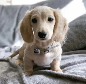 wire haired dachshund puppy