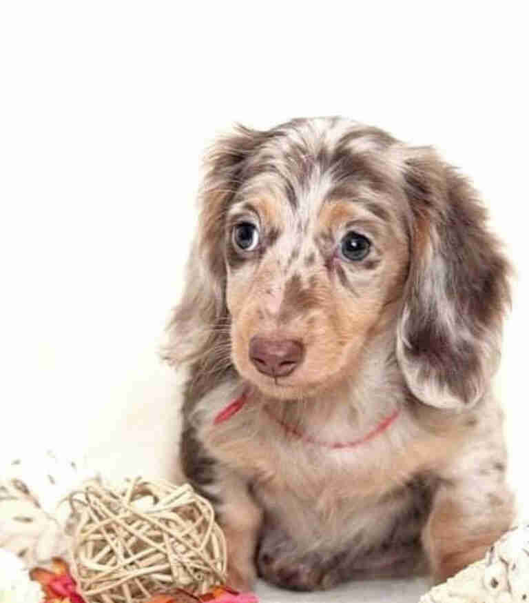 wire haired dachshund