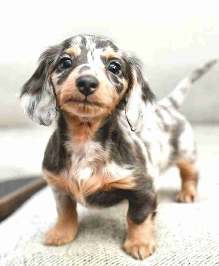 wired long haired dachshund