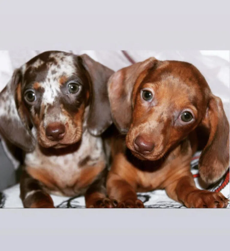 red haired dachshund