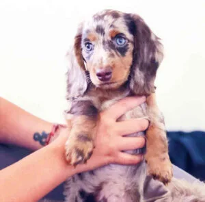 brown miniature dachshund