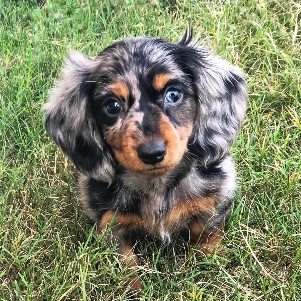 miniature dachshund dapple puppies for sale