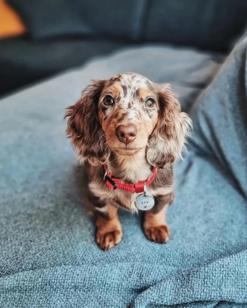 cream dachshund puppy