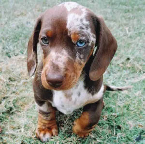 red dachshund puppies