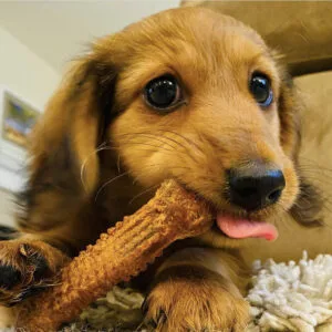 red piebald dachshund