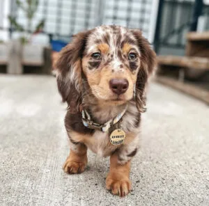 shaded red dachshund