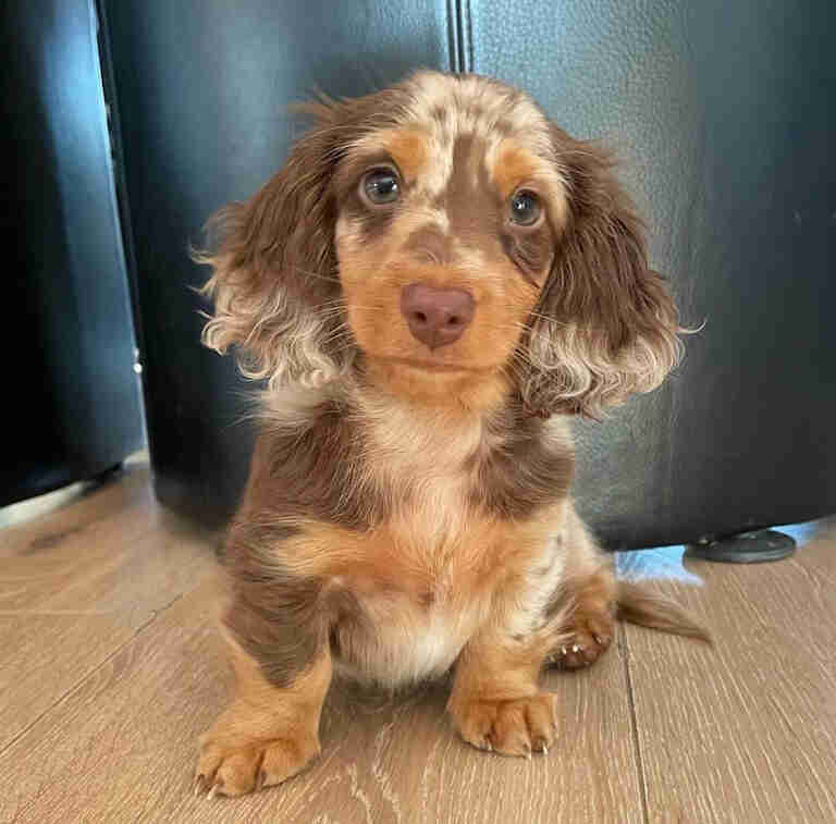 dachshund red