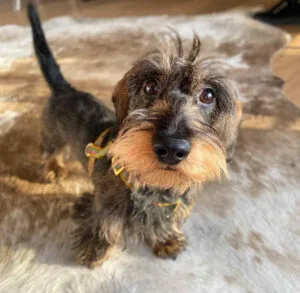 miniature dachshund black