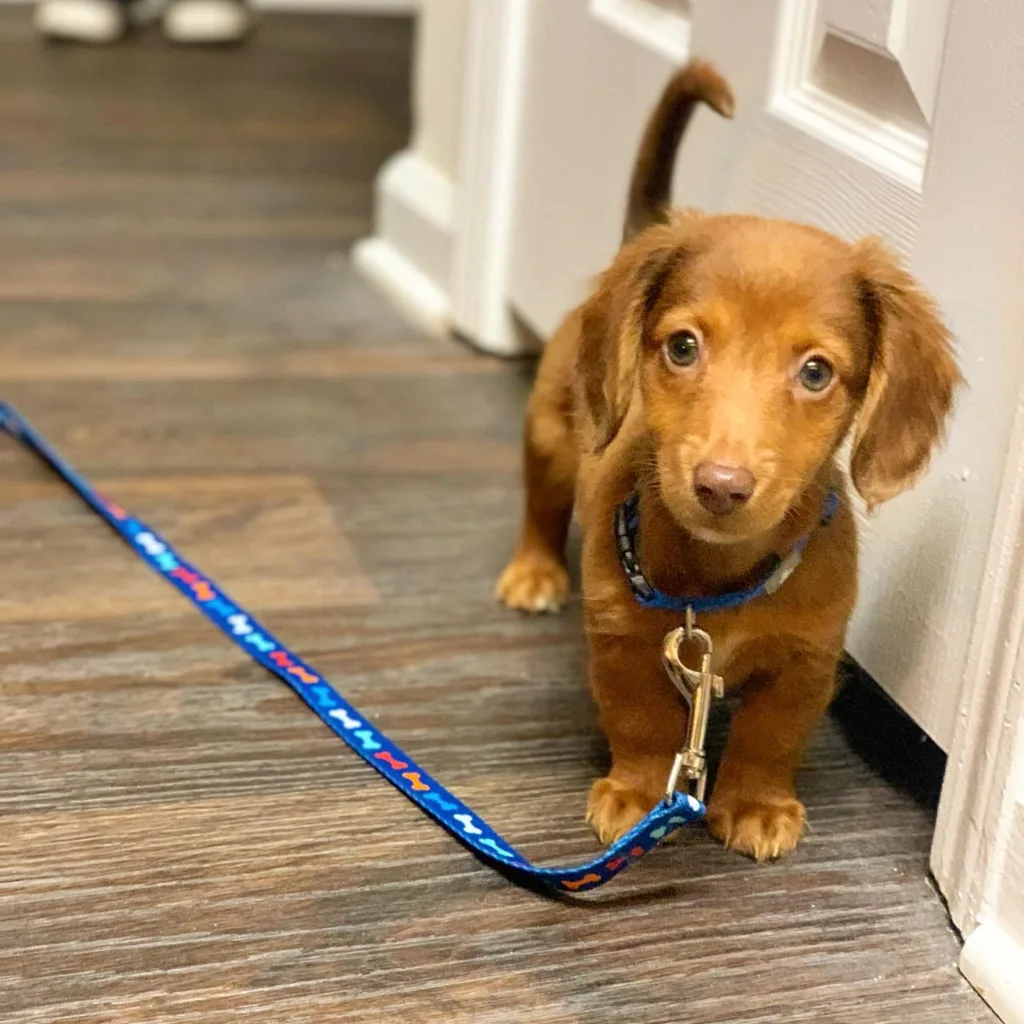 miniature dachshund puppy rescue