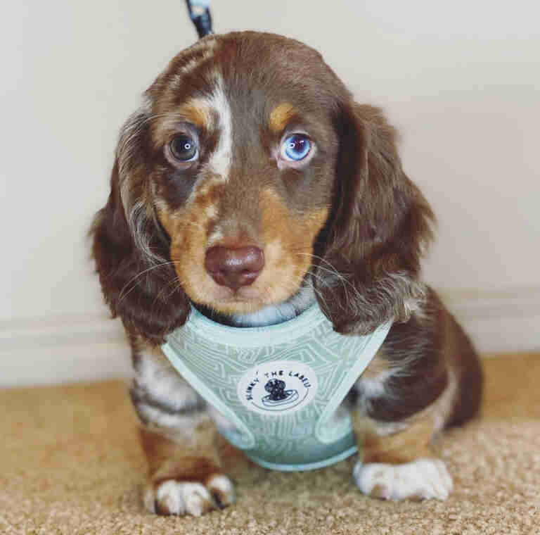 red piebald mini dachshund