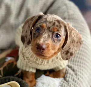 red piebald dachshund puppies