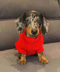 blue dapple dachshund puppies for sale