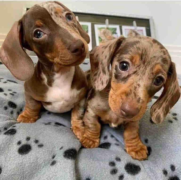 shaded red dachshund puppy