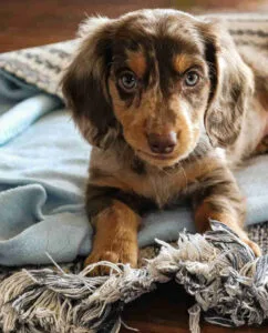 blue merle dachshund long hairV