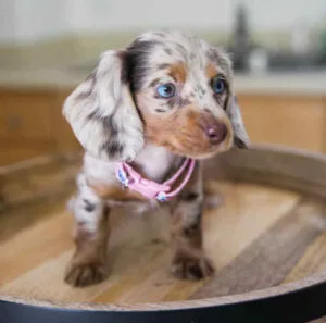 dachshund blue eyes