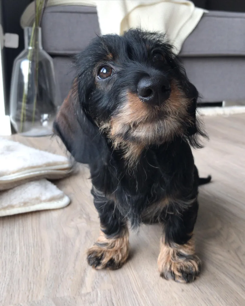 blue merle mini dachshund