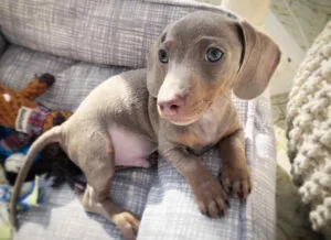 blue eyed dachshund for sale