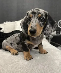 blue dapple mini dachshund