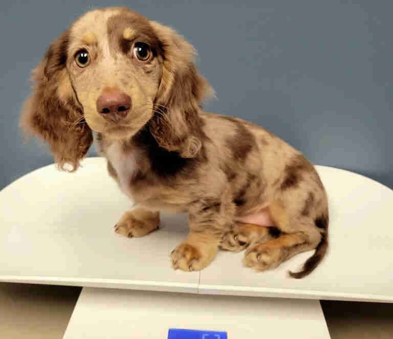 dachshund poodle mix puppies for sale