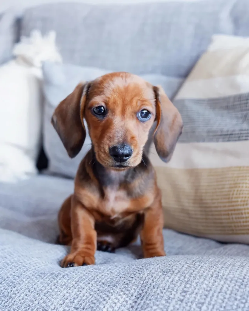 dachshund blue heeler