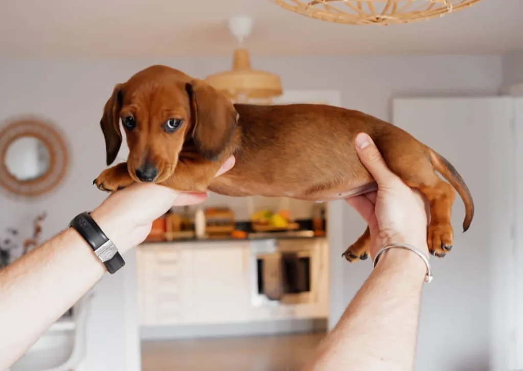 blue merle dachshund puppies for sale