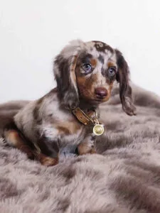 dapple blue dachshund