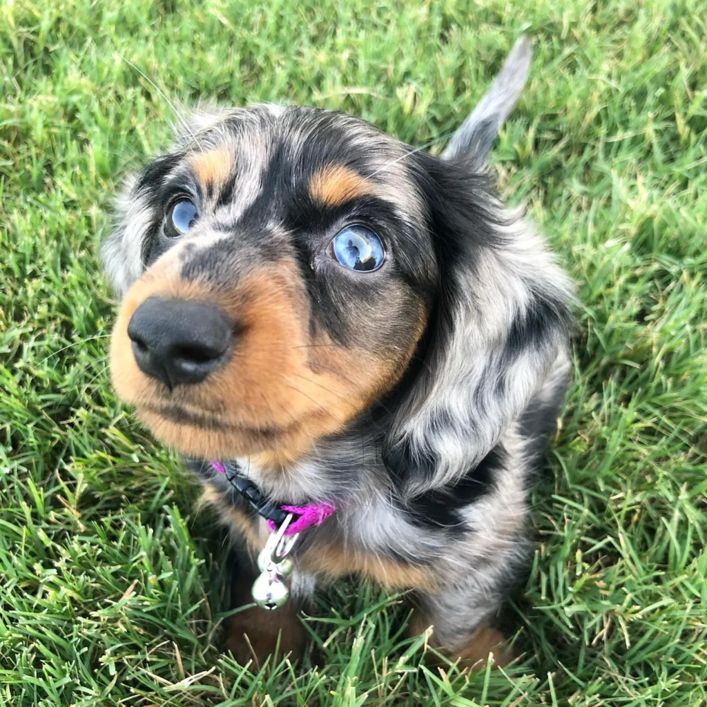 blue double dapple dachshund