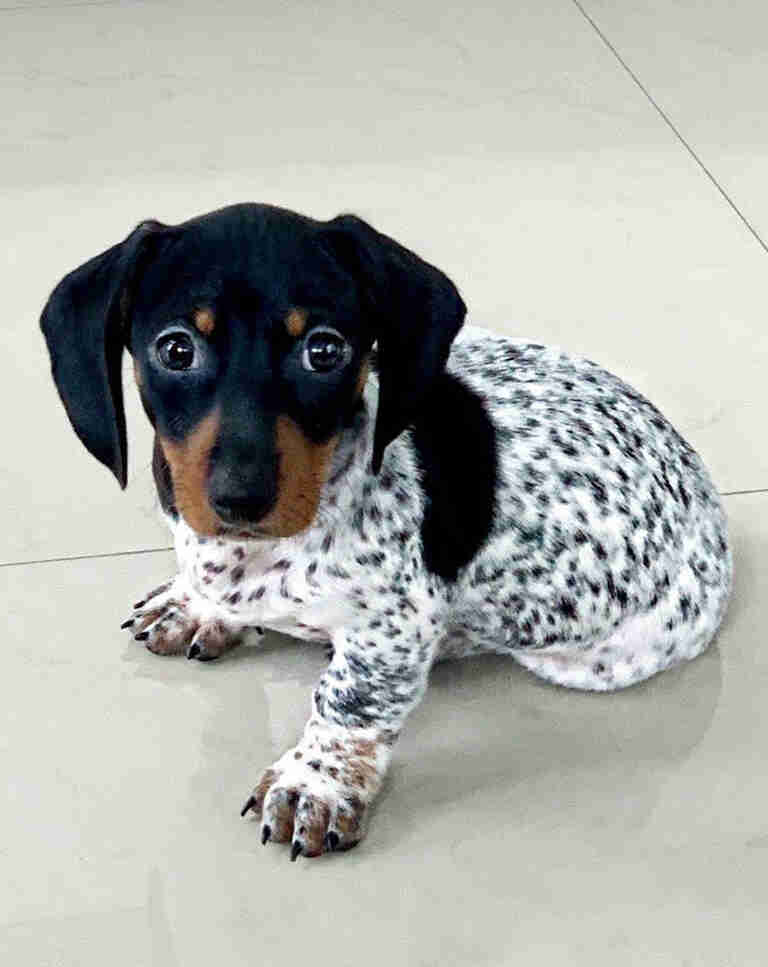 blue merle dachshund