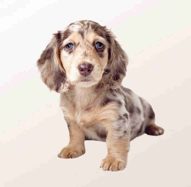 blonde dapple dachshund