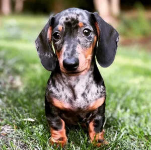 dapple gray dachshund