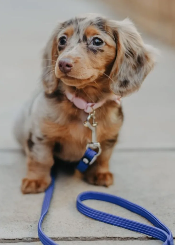 dapple dachshund puppy for sale