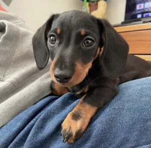 short haired dachshund for sale near me