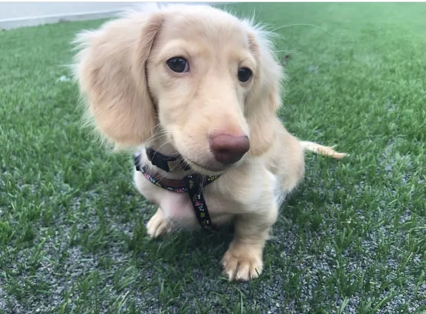 blue eyed dapple dachshund puppies for sale