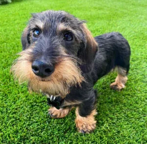 short haired cream dachshund