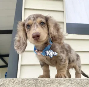 blue dachshund