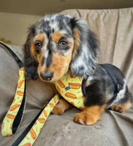 dapple dachshund with blue eyes