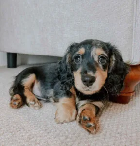 blonde short haired dachshund