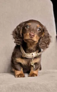 chocolate dapple miniature dachshund