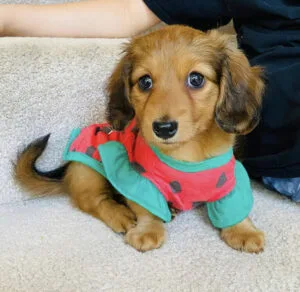 short haired dachshund puppies for sale