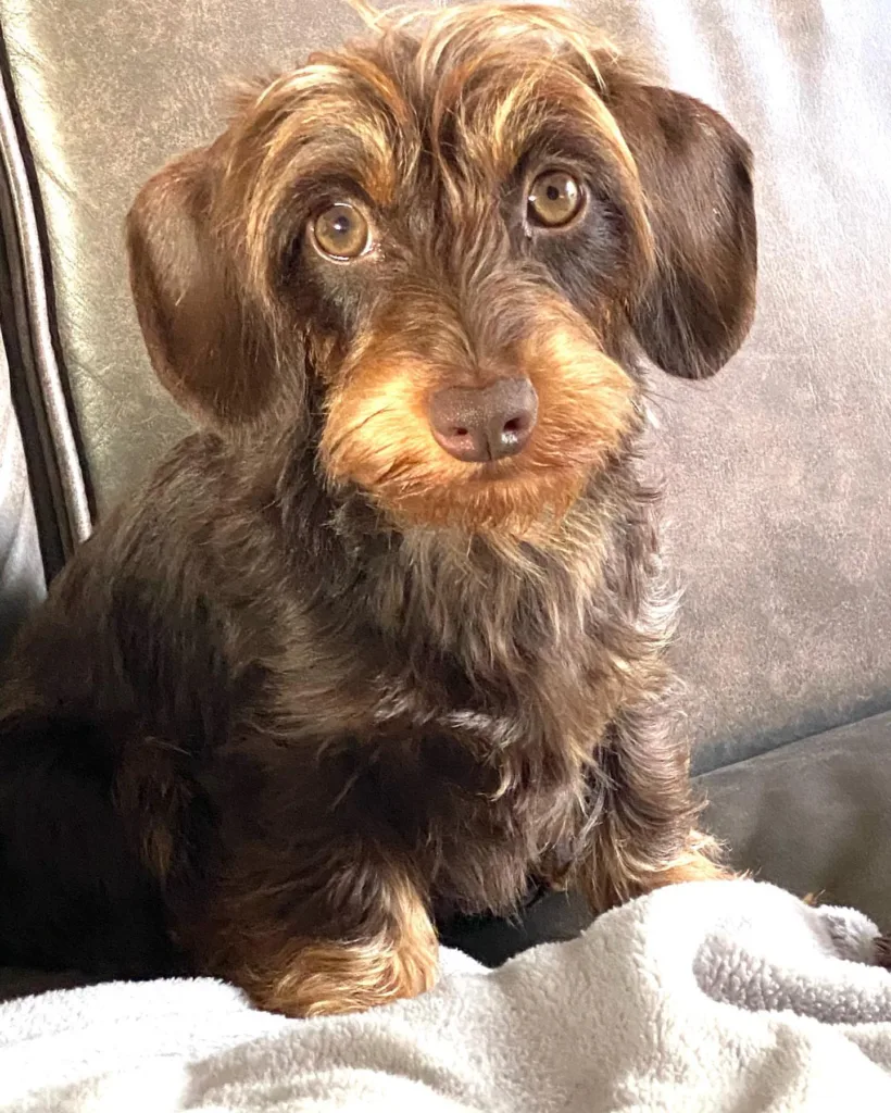 cream short haired dachshund