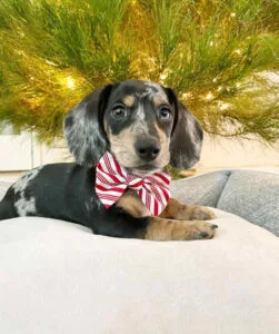 short haired dachshund puppy