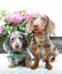 cream short hair dachshund