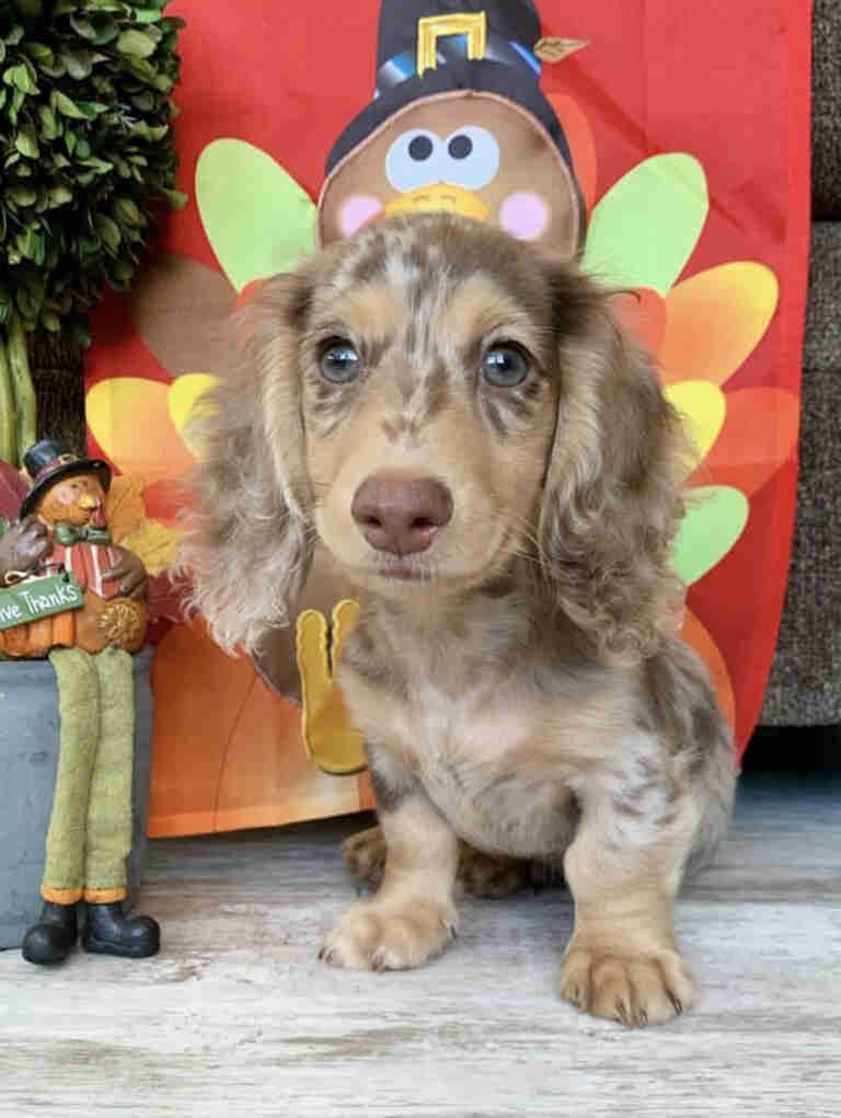 piebald dapple dachshund